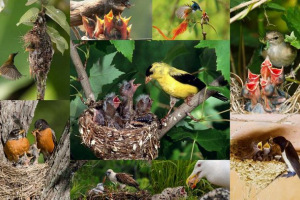 Харчування пташенят: унікальні фотографії дикої природи Харчування пташенят: унікальні фотографії дикої природи